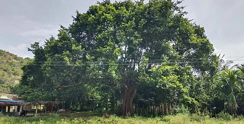 வாழப்பாடி அடுத்த கண்கட்டி ஆலா கிராமத்தில் மாரியம்மன் கோயில் அருகே காணப்படும் 200 ஆண்டு முதிர்ந்த வெள்ளை அத்தி மரம்.