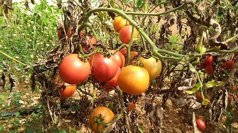 தக்காளி குறித்து சூப்பர் ஐடியா கொடுத்த உ.பி. அமைச்சர்!