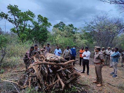 வனத்துறை அதிகாரிகள் முன்னிலையில் புலியின் உடல் தீமூட்டி எரியூட்டப்பட்டது.