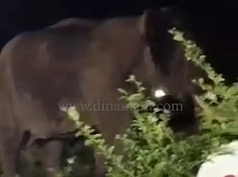 தேயிலைத் தோட்டத்திற்குள் நுழைந்த ஒற்றைக் காட்டு யானை: வைரல் விடியோ!