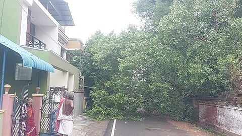 கனமழை காரணமாக திருவாரூர் வடக்கு வீதி பிடாரி கோயில் தெருவில் பழமையான அரச மரத்தின் கிளை முறிந்து மின் கம்பிகள் மீது விழுந்தது.