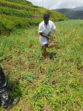 கொடைக்கானல் மேல்மலைக் கிராமத்தில் காட்டு பன்றியால் சேதமான பூண்டு பயிா்.
