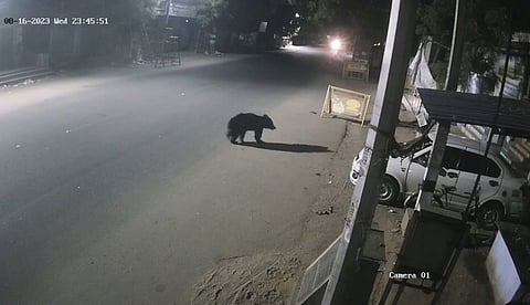 சிவந்திபுரம் சாலையில் கரடி உலா: மக்கள் அச்சம்