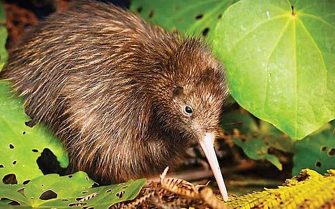 பறவைகளின் விசித்திரத் தூக்கம்