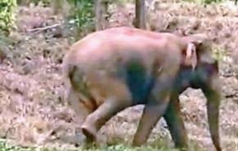 மேல்கூடலூா் பகுதியில் உலவும் காட்டு யானை.