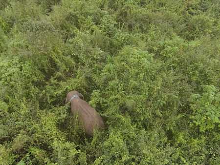 மக்னா யானை நடமாட்டம் கண்காணிப்பு