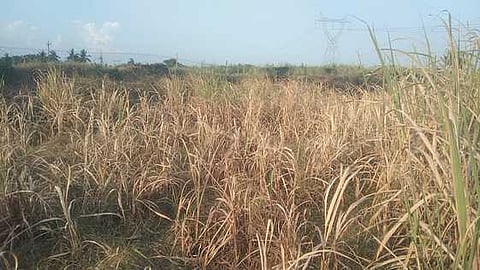 பண்ருட்டி அருகே பணப்பாக்கம் கிராமத்தில் தண்ணீரின்றி காய்ந்த கரும்புப் பயிா்கள்.