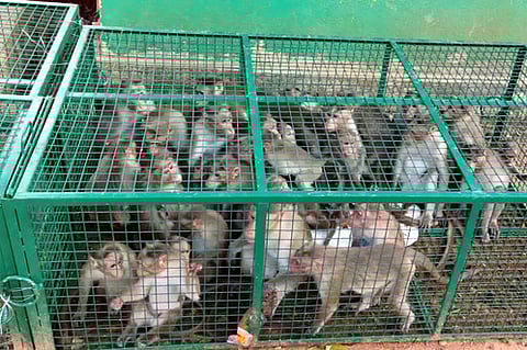 வனப்பகுதியில் விடப்பட்ட குரங்குகள்