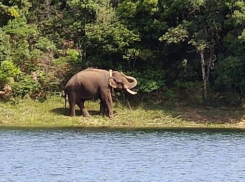 கோதையாறு மேலணைப் பகுதியில் விடப்பட்டபோது அரிக்கொம்பன் யானை (கோப்புப் படம்)