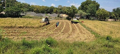 நீடாமங்கலம் அருகே இயந்திரம் மூலம் நடைபெற்ற குறுவை நெற்பயிா்கள் அறுவடைப் பணி.