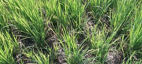 கல்லணைக் கால்வாய் மூடல்: குறுவை பயிா்கள் காய்ந்து வருவதால் விவசாயிகள் அச்சம்