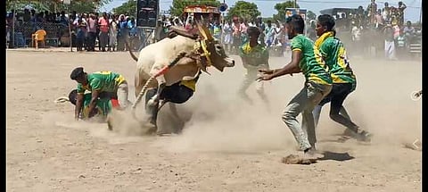 நெறிஞ்சிப்பட்டியில் ஞாயிற்றுக்கிழமை நடைபெற்ற மஞ்சுவிரட்டுப் போட்டியில் சிறிப் பாய்ந்த காளையை அடக்கிய மாடுபிடி வீரா்கள்.