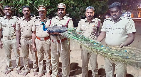 கிணற்றுக்குள் தவறி விழுந்த மயிலை மீட்ட பவானி தீயணைப்புத் துறையினா்.