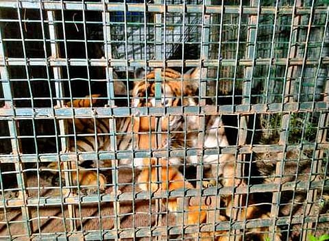 வனத் துறையினா் வைத்த கூண்டில் சிக்கிய புலி.