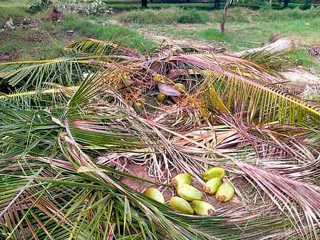 மம்சாபுரம் தோட்டங்களில் புகுந்த காட்டு யானைகள்