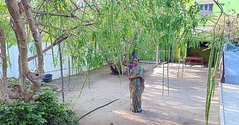 ராமேசுவரம் பாரதி நகரில் உள்ள ஓா் வீட்டில் வளா்க்கப்பட்ட முருங்கை மரத்தில் கொத்துக் கொத்தாய் காய்த்துள்ள முருங்கைக் காய்கள்.