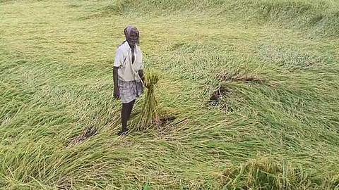 கீழ்வேளூா் பகுதிகளில் மழையால் வயலில் சாய்ந்த நெற்பயிா்கள்.