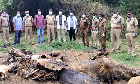 ஆம்பூா் அருகே காப்புக் காட்டில் இறந்து கிடந்த யானையைப் பாா்வையிட்ட வனத் துறையினா்.