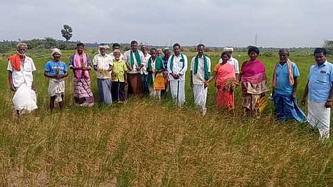 ஒரத்தநாடு வட்டம், திருவோணம் வேளாண் வட்டாரத்துக்குள்பட்ட சென்னியவிடுதி கிராமத்தில் உள்ள கருகிய நெல் வயல்.