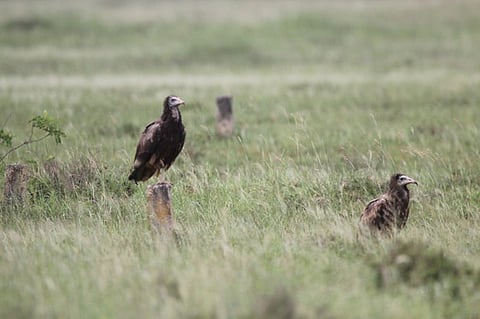 நெல்லையப்பபுரம் கிராமம் அருகே காணப்பட்ட அரிய வகை மஞ்சள் பாறு கழுகுகள்.