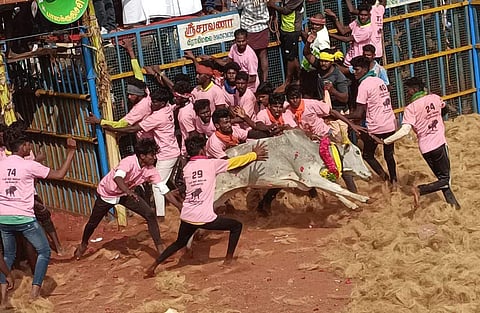 ஆவரங்காடு ஜல்லிக்கட்டில் மாடு முட்டியதில் 6 பேர் காயம்