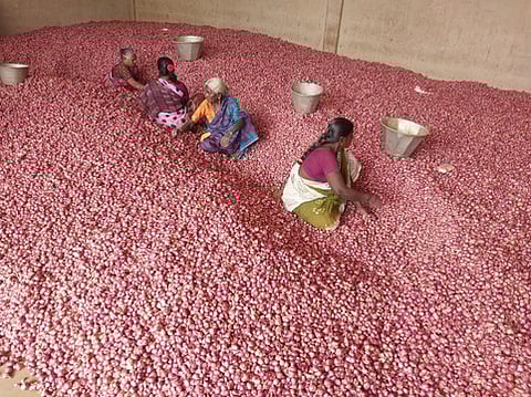 திண்டுக்கல் வெங்காய வணிக வளாகத்தில், சின்ன வெங்காயத்தை தரம் பிரிக்கும் பணியில் ஈடுபட்ட பெண் தொழிலாளா்கள்.