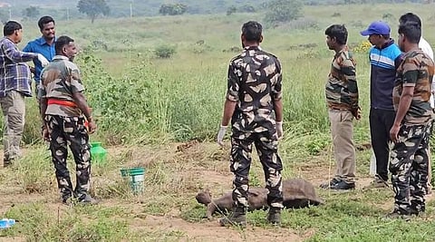 கோவை அருகே சிறுத்தை தாக்கி குட்டி யானை உயிரிழப்பு