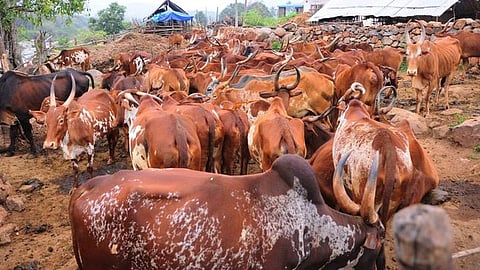 நாட்டு இன மாடுகளைக் காப்போம்!