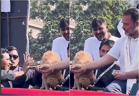 பாஜகவுக்கு நாயின்மீது என்ன பிரியம்? : ராகுல் காந்தி கேள்வி