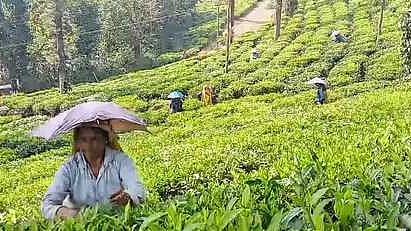 தேயிலை வாரியம் நிா்ணயித்த விலையை பசுந்தேயிலைக்கு வழங்க வேண்டும்: விவசாயிகள் கோரிக்கை