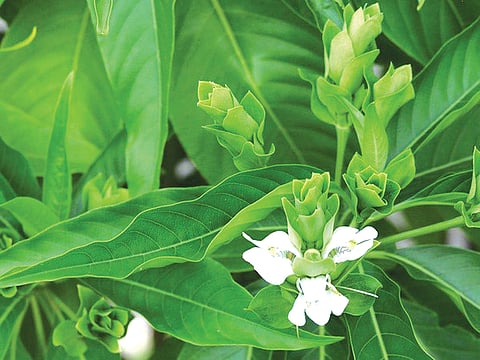 ஆயுள் காக்கும் ஆயுர்வேதம்: அதிக மூலிகைகள் சேர்ந்த ஆயுர்வேத மருந்து