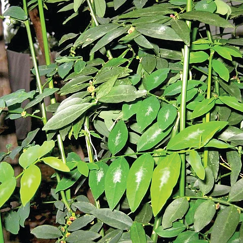 சமையல் குறிப்புகள்....