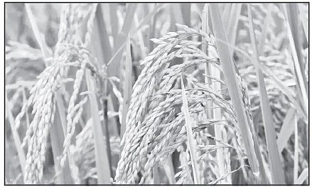 புரப்போர்பொன் னிணங்குகை போல
