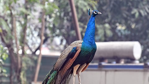 மயல் கூடு கட்டி, முட்டை இட்டு குஞ்சு பொரிக்கும். சுமார் 200 நீண்ட தோகைகள் இதன் வால்பகுதியில் உள்ளது குறிப்பிடத்தக்கது.