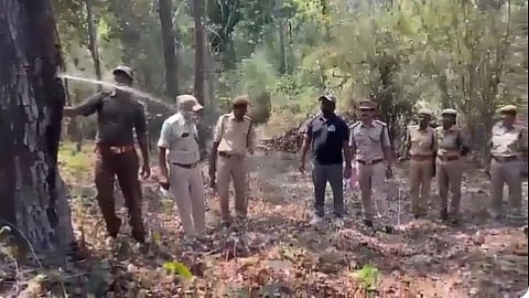 ஆந்திர வனப் பகுதியில் தண்ணீரை தனக்குள் சேமித்து  வைக்கும் அதிசய மரம்: விடியோ வைரல்