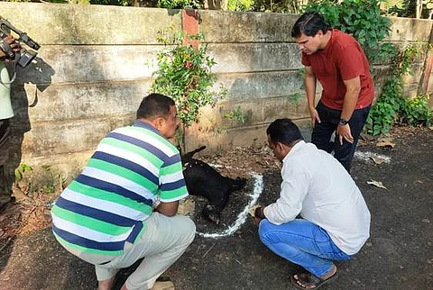 ஆட்டை கடித்து கொன்ற சிறுத்தையை பிடிக்க 4 ஆவது நாளாக வனத்துறையினர் தீவிரம்! 