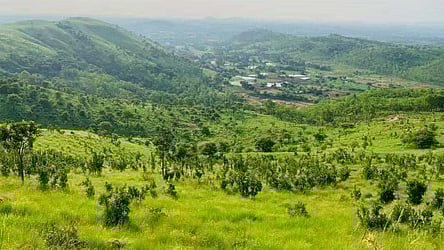  அம்மூா் காப்புக் காட்டின் ஒரு பகுதி (கோப்புப் படம்).