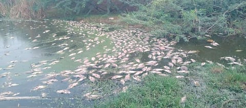 மதுக்கரை மஞ்சப்பள்ளம் ஆற்றில் செத்து மிதக்கும் ஆயிரக்கணக்கான மீன்கள்.