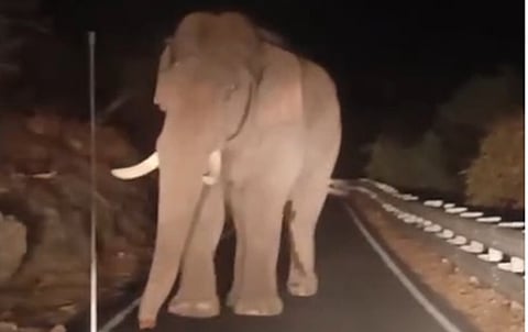 வால்பாறை சாலையில் ஒற்றைக் காட்டு யானை: வைரல் விடியோ!