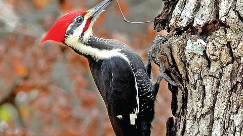 மரங்கொத்தி