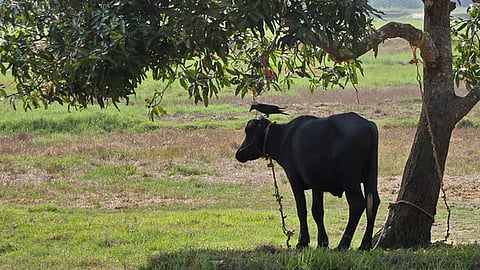 எருமை தீர்ப்பளித்தது எப்படி?: உ.பி.யில் ருசிகரம்!