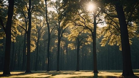 32 ஆயிரம் மரங்களை வெட்டப் போகிறார்கள்! பெங்களூரில்...