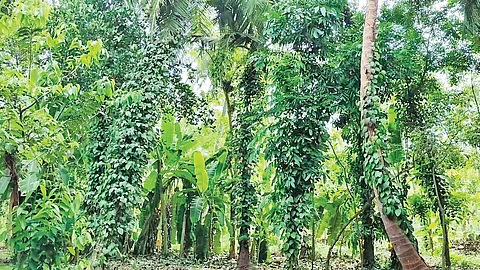 சமவெளியில் மிளகு சாகுபடி