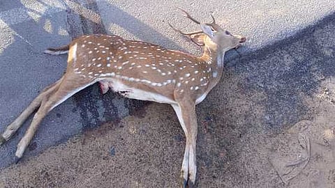 வாகனம் மோதியதில் உயிரிழந்த புள்ளிமான்