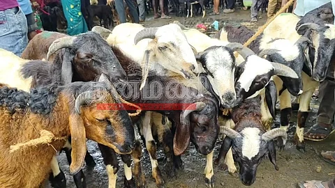 ராணிப்பேட்டை வெள்ளிக்கிழமை நடைபெற்ற வாரச் சந்தைக்கு விற்பனைக்கு வந்த செம்மறி ஆடுகள்