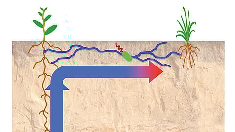 ஒன்றுக்கொன்று உதவும் தாவரங்கள்!