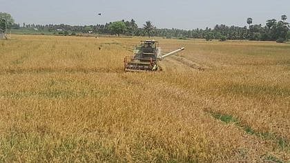 தஞ்சாவூா் மாவட்டம், ஒரத்தநாடு புதூா் கிராமத்தில் இயந்திரம் மூலம் அறுவடை செய்யப்பட்ட கோடை பருவ நெற் பயிா்கள்.

