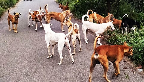 பெரம்பலூா் நகராட்சி அலுவலகம் பின்புறம் உள்ள வெங்கடாஜலபதி நகரில் சுற்றித்திரிந்த தெரு நாய்கள்.