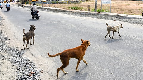 தெருநாய்கள்  (கோப்புப் படம்) 