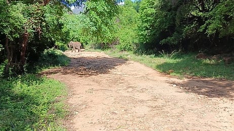  திருக்குறுங்குடி மலைப் பகுதியில் அமைந்துள்ள திருமலைநம்பி கோயிலுக்குச் செல்லும் வழியில் சாலையை ஞாயிற்றுக்கிழமை கடந்து செல்லும் யானை.